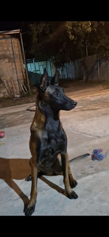 setter it cinsinin digər adı: Belçika çoban iti — 5