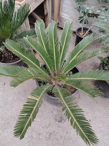 tikanlı bitkilər: Sekras palma heyət üçün yeke ölçüdə — 1