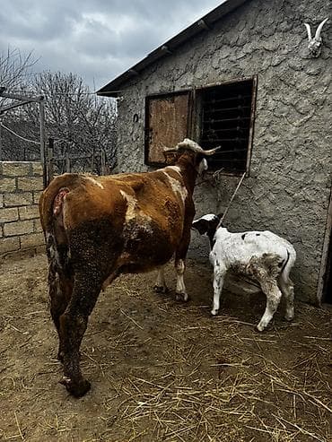 Рогатый скот: Erkək balalı inək satılır. Təmiz simmental cinsidir.Balası da — 1