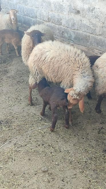 qoyun satışı: Birinci qarına erkek bala ile Satilir ana bala her ikisi — 1