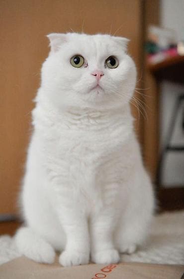 pisik sahiblendirilir: Şotland yastı qulaq — 3