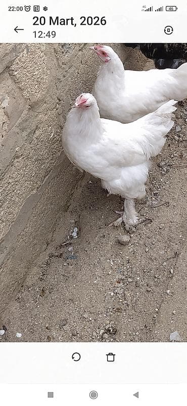 quban toyuqlari: Toyuq, Brama, Ətlik — 7