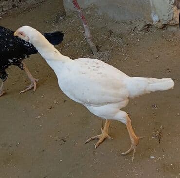 Heyvanlar üçün mallar: Xoruz, Heyratı, il: 1, Ödənişli çatdırılma — 16