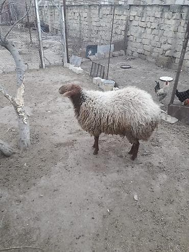 etlik: Qoyun – yerli cins - Qalın yunlu, dolğun bədənli qoç - Rəngi: açıq — 3