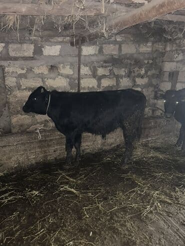 Digər kənd təsərrüfatı heyvanları: Salam 2 baş super sort erkək danalar satılır — 1