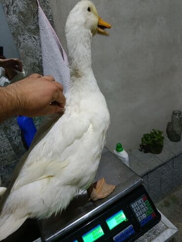 cins inekler: Satılır: Pekin cinsli ağ ördəklər. Say çoxdur - Ağ lələklər, narıncı — 3