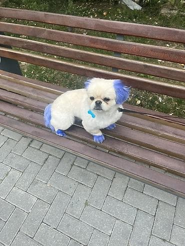 samoyed satılır: Pekines, 6 ay, Erkek, Peyvəndli — 4