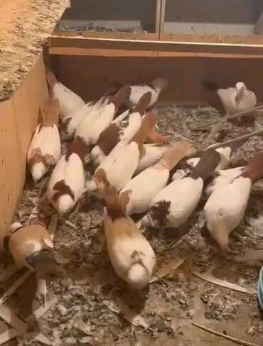 🕊️ Endirim olundu 18 ədəd göyərçin 💰 Qiymət: 550 AZN 📍 Ünvan