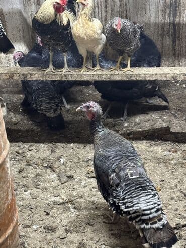 Heyvanlar üçün mallar: Məhsul: Hind toyuğu (hinduşka) Təsvir: - Şəkillərdə qara-boz rəngli — 4