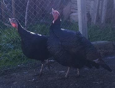 Erkey damazlıqa ve etdiye