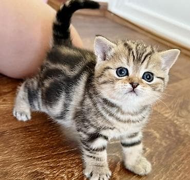 pisik ucun yuva: Britan — 6