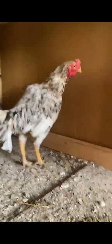 it yuvası satilir: Wp yaz davasin doyusun atim ozun qerar ver, Heyvan Masalli — 2