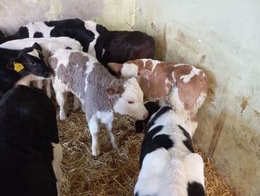 afcarka bala: Satılır: Dana balaları (divers şitillər) - Növ: Süd və ət istiqamətli — 1