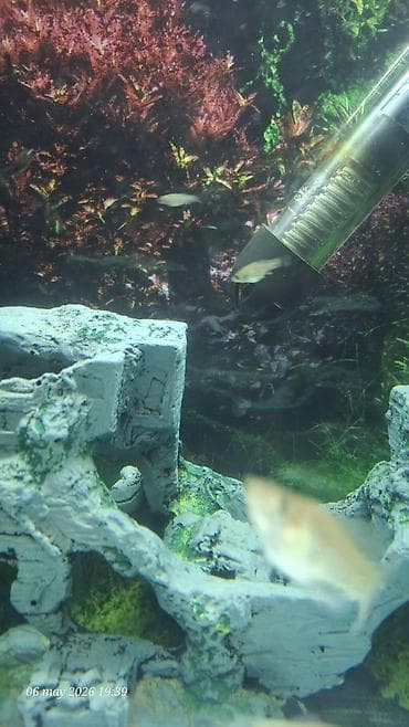 akvarium balik: Akvaryum satılır dekor işıq qızdırıcı Filtir içinde 40 qədər bala Moli — 4