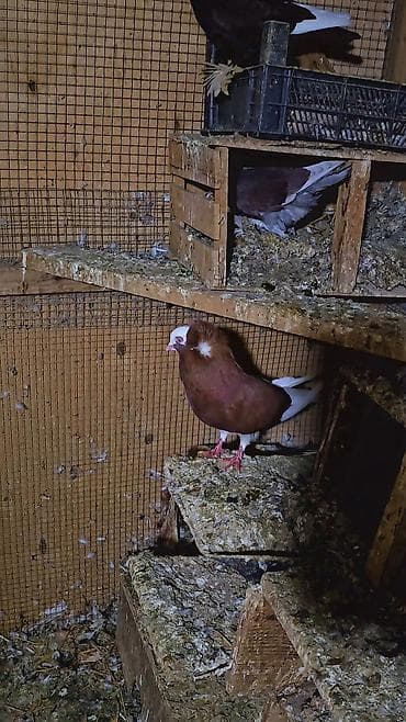 lal ordək yumurta: Qırmızı-ağ rəngli dekorativ göyərçin - Növ: dekorativ/şou tipli — 3