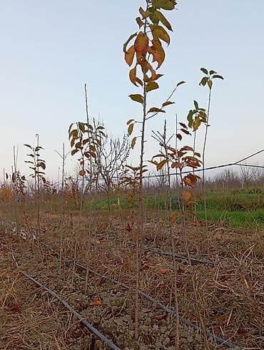 Giləmeyvə və meyvə bağları üçün ixtisaslaşdırılmış tinglər - Məzmun