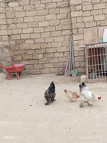 xoruz satlir: Brahma cinsindən 2 ədəd xoruz satılır bir ədədi 50 manata ikisi — 3