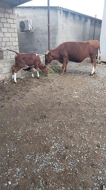 yerli cins inekler: Cins heyvandı hazırda 17.18 litir süd verir yaxşı yemlə 24 litirə — 3