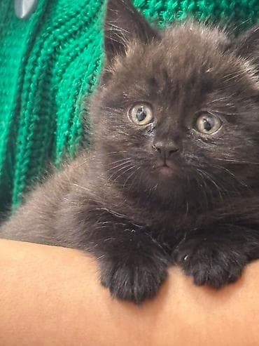 pişik üçün tualet: Britan — 5