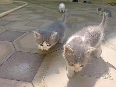 pişik siam: Yaxşı əllərə — 3