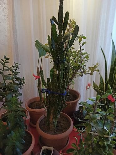 dekorativ bitkilər: Müxtəlif formalı yarpaqları olan dibçək bitkisi. Bəzi bitkilər iri — 6