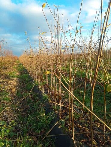 ZİL: Məhsul: Fındıq tingləri (peyvəndli) Təsvir: - Peşəkar bağ sahəsində — 2