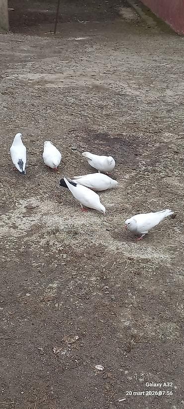 Salam.Tam sağlamsuper uçuşları olan ağ və qara quyruq,bozla ağın