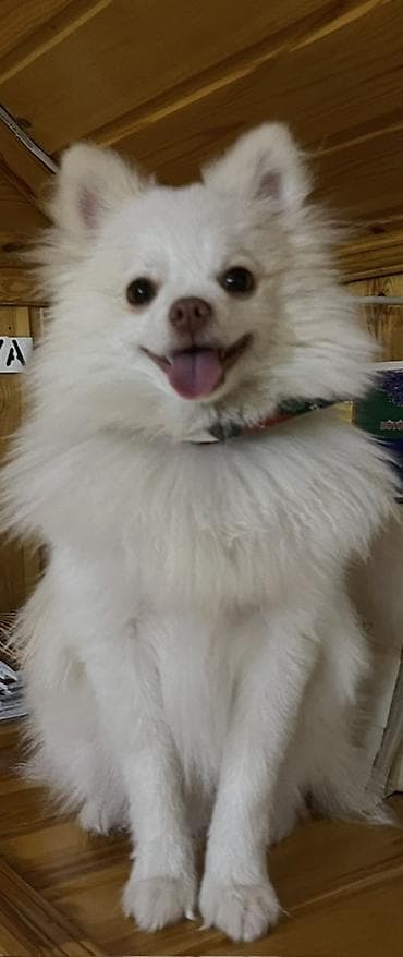 Pişiklər: Şpitz, 10 ay, Erkek — 2