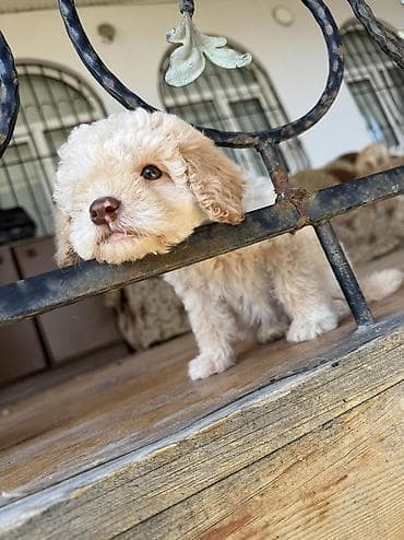 afcarka balası: Pudel, 1 ay, Dişi, Pulsuz çatdırılma — 1