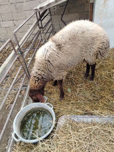 cins inekler azerbaycanda: Qoyun – yerli cins - Rəng: açıq bej yun, baş və ayaqlar tünd-qəhvəyi — 3