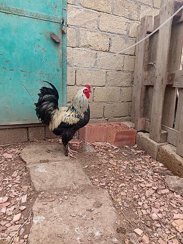 Животные: Курица, Brama, Для разведения — 3