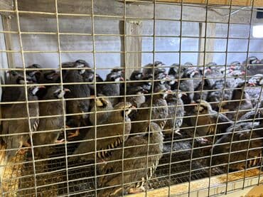 kopek qiymeti: Təcili olaraq 7-8 aylıq iri yumurlaq damazlıq kəkliklər satılır — 4