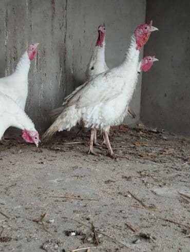 Inəklər, öküzlər: Temiz qan rastov ağır çəkili cins maraqlanan zəng vatsap ətraflı — 1