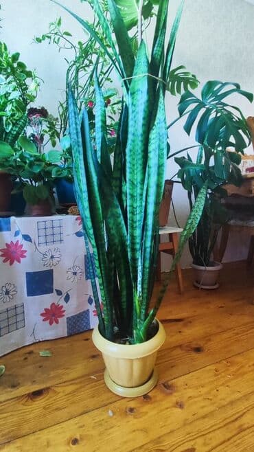 dibcek gulleri: Sansveriya dibçəklə 139 sm, tək gülün öz uzunluğu 125 sm 60 AZN, çox — 1