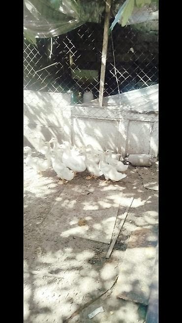 otlar sekilleri: Ağ rəngli ördək balaları - Cins: ehtimalən Pekin tipli ağ ətlik ördək — 4