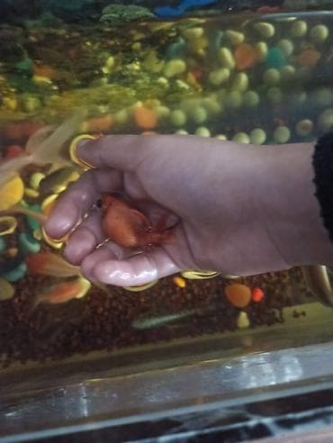 Золотая рыбка, Мирные