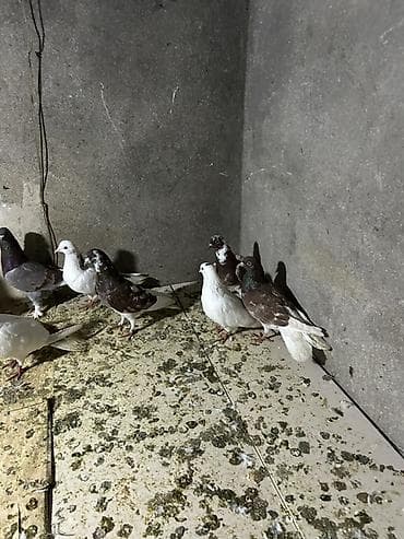 Pişiklər: Tergzmeler — 5