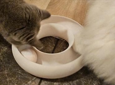 pişik oyuncaqları: 🐾 Pişiklər üçün İnteraktiv Oyuncaq Pişiyinizin həm əylənməsi, həm də — 3