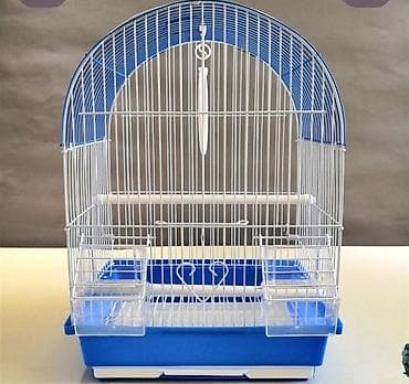 ev itlerinin satisi: ✨ Hazır sarı elquşları satışda! 🐦✨ Parlaq sarı rəngdə, gözəl və sağlam — 2