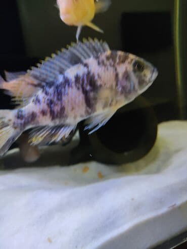 betta balıq: Cixlid balığı, Yırtıcı, Ünvandan götürmə — 3