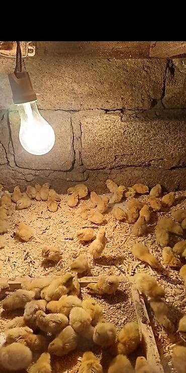 bakida it barinagi: Toyuq cücələri, Ətlik — 3