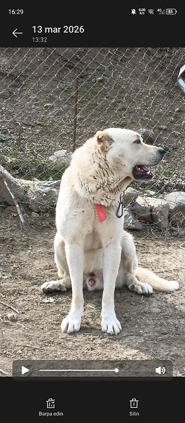 cins heyvanlar: Qafqaz çoban iti, 2 il, Erkek — 3