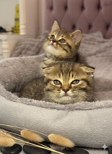 dişi qaz: Şotland, Dişi — 8