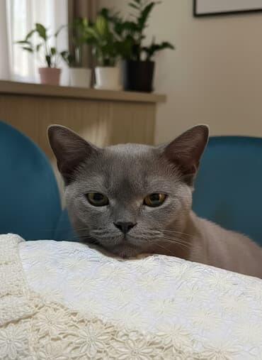 menks cinsi pişik: Yaxşı əllərə — 1