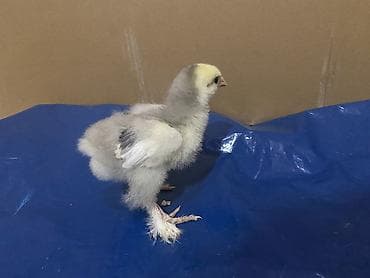 cucelerin satisi: Salam. Təmiz qan bramo cücələridir. 1 həftəni keçib mayalı yem ve — 1