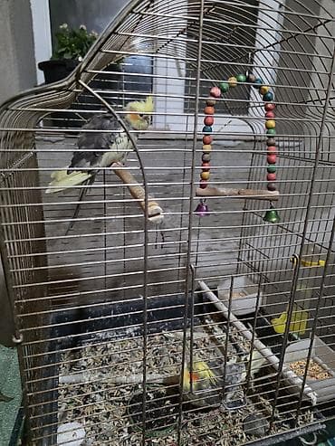 quş: Məhsul: Korella tutuquşuları və qəfəs dəst.Erkər dişi bir yerə (qəfəs — 2