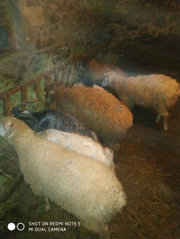 Gəncədə quzu toglu toya nişana qurbanlıq üçün hər cür heyvanlarımiz