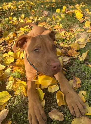 Akvarium aksessuar və ləvazimatları: Pitbul, 2 ay, Erkek, Peyvəndli, Ünvandan götürmə, Ödənişli çatdırılma — 2