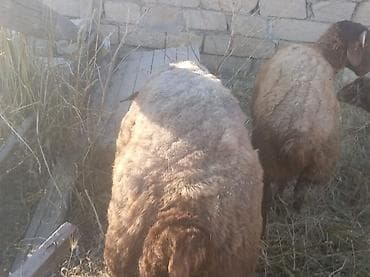 qoclar: Tam sağlam qırmızı qoçlardı damazlıq istəyən olsa əlaqə saxlasın ünvan — 6