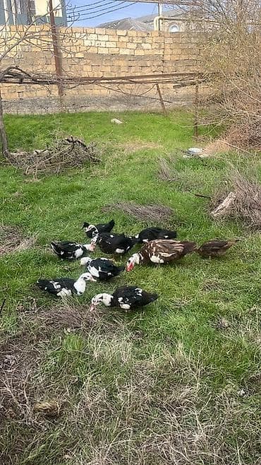 Yemlər: 10 ədəd lal ördək satıram. 3 erkək 7 dişi.Erkəyin 1-i 2 yaşdan — 1